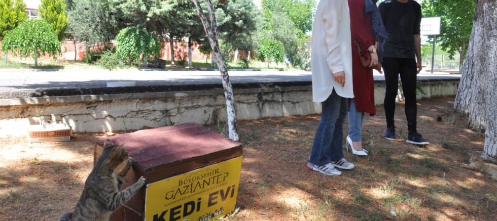 HAYVAN HAKLARI İLE İLGİLİ KANUN TBMM GÜNDEMİNDE - GÜNDEM ...