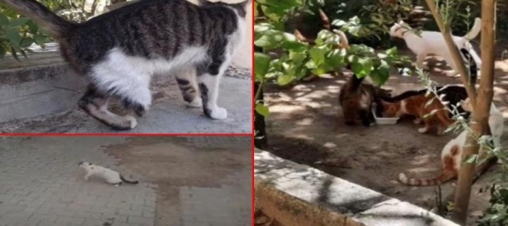 Kedi Ayaklarının Kesilmesi Gaziantep'i Karıştırdı