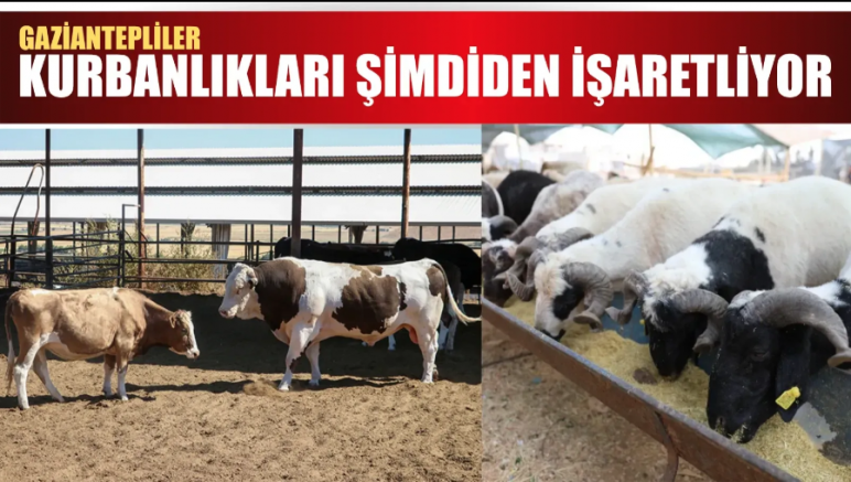 Kurban Pazarı Canlandı: Gaziantep’te Erken Hareketlilik