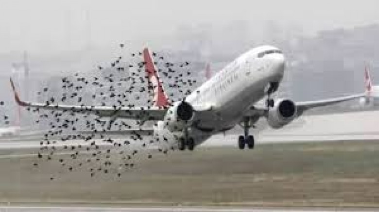 Kuş Sürüsüne Takılan Gaziantep İstanbul Uçağı Bakın Nereye İndi ?