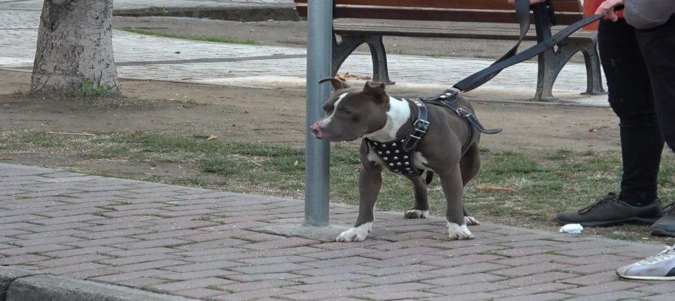 Çocuk parkına terkedilen Pitbull'u kemeriyle yakaladı