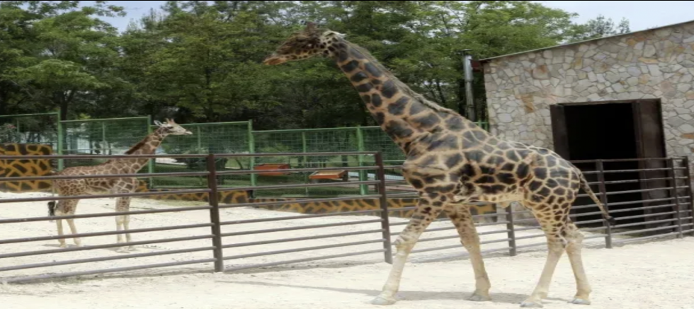Gaziantep'in meşhur zürafası Şakir neden öldü?