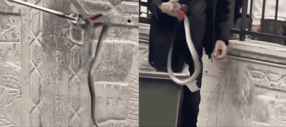 Okulda yılan paniği