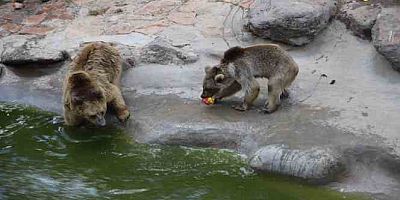 45 derece sıcaklıkta hayvanlar buzlu kokteylle serinledi