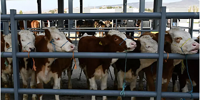 81 ile acil kodlu yazı: Tüm hayvan pazarları ikinci bir emre kadar kapatıldı