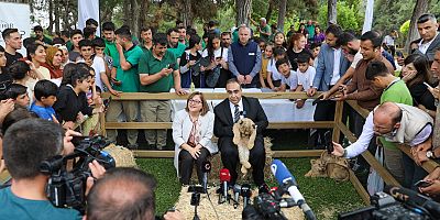 Cumhurbaşkanı Erdoğan'a hediye edilen aslanların dördüz yavrusu  oldu