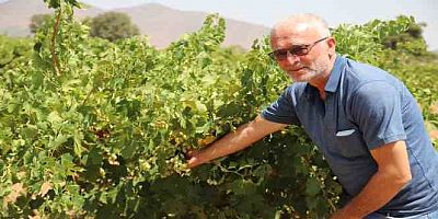 Deprem ve aşırı sıcaklar üzümdeki rekolteyi düşürdü