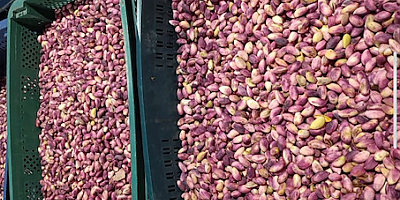 Fıstık Kokulu Kentten Günaydın!