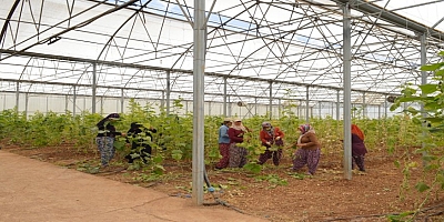 Gaziantep Büyükşehir'den kadın çiftçilere tarım eğitimi