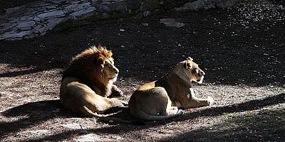 Gaziantep Hayvanat Bahçesi'nde 6 milyon ziyaretçi hedefi