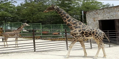 Gaziantep'in meşhur zürafası Şakir neden öldü?