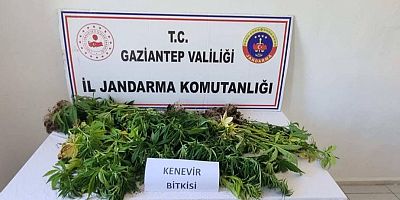 Gaziantep'te 158 kök kenevir bitkisi ele geçirildi: 4 gözaltı