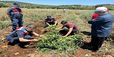 Gaziantep'te 214 kök kenevir bitkisi ele geçirildi