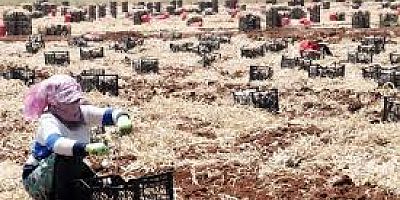 Gaziantep'te, 8 bin tarım işçisiyle sarımsak hasadı başladı
