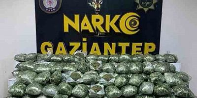 Gaziantep'te 80 kilo skunk ele geçirildi