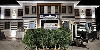 Gaziantep'te 825 kök kenevir ele geçirildi: 2 şahıs tutuklandı