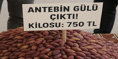 Gaziantep’te Antep Fıstığı Tezgahtaki Yerini Aldı: Kilosu 750 TL'den Satılıyor