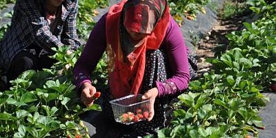 Gaziantep’te, çilek hasadı sürüyor