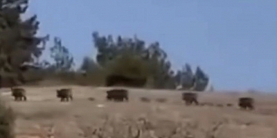 Gaziantep'te domuz sürüsü panik oluşturdu