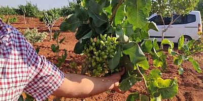 Gaziantep'te fıstık üreticileri gözlerine inanamadı