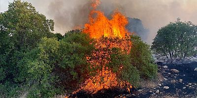 Gaziantep'te fıstık ve zeytin bahçelerinde çıkan yangın kontrol altına alındı
