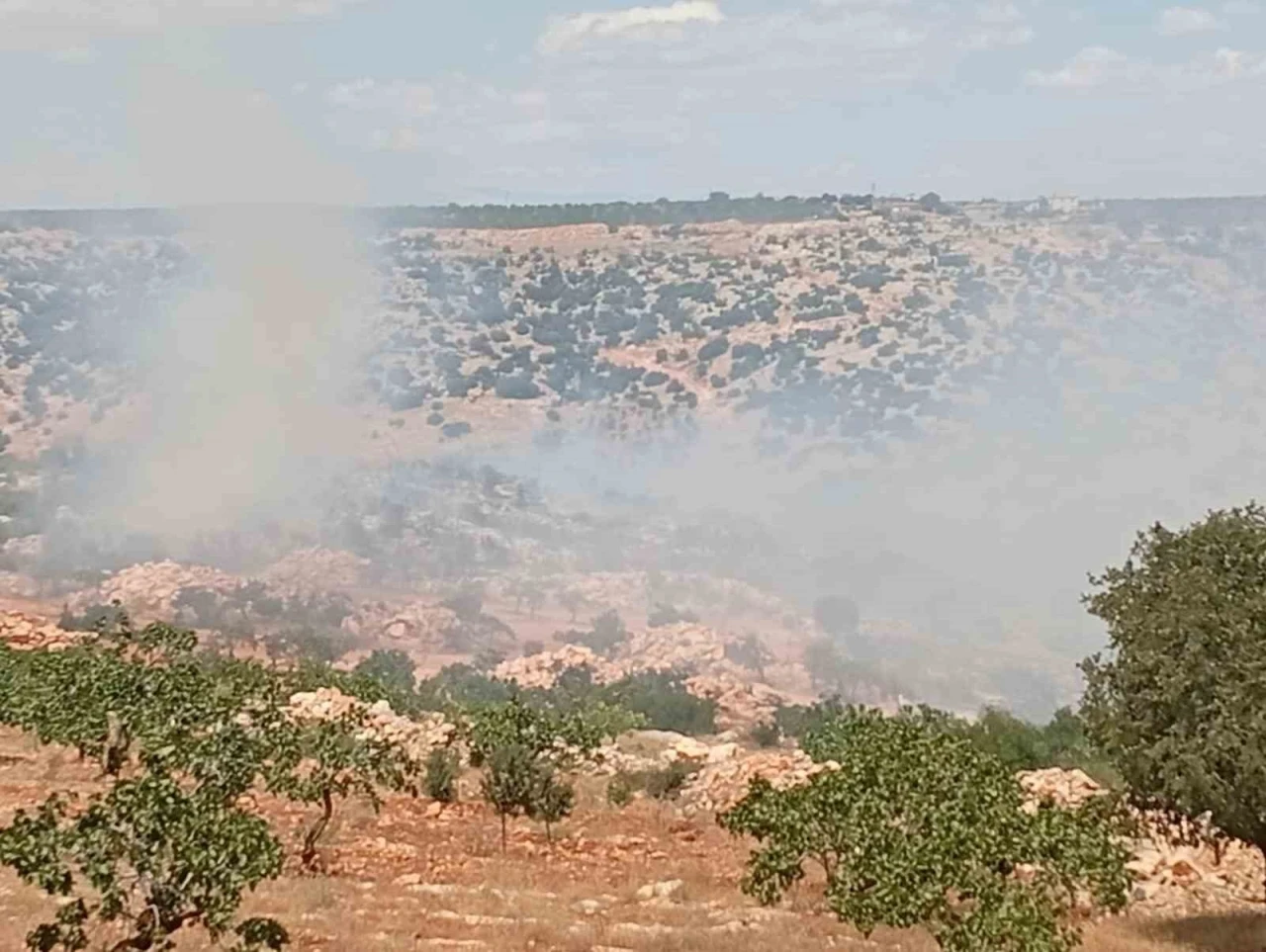 Gaziantep'te fıstık ve zeytin bahçelerinde yangın