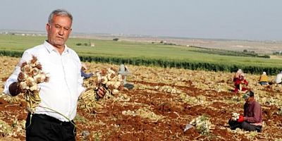 Gaziantep'te hasadı başlayan sarımsak, tarlada 8-9, markette 30 lira