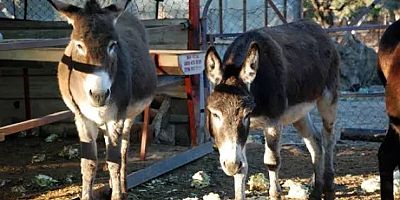Gaziantep’te Kaybolan 15 Bin Eşek Hangi Mezbahaya Gitti ?
