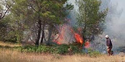 Gaziantep'te, orman yangını