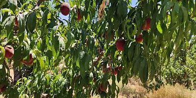 Gaziantep'te şeftali sevinci