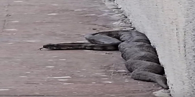 Gaziantep'te site bahçesinde yılan paniği