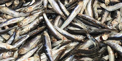 Gaziantep'te tezgahlar Ramazan öncesi balık çeşitleriyle şenlendi