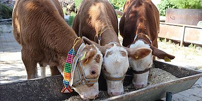 Gaziantep'te üçüz doğan buzağılara özenle bakılıyor