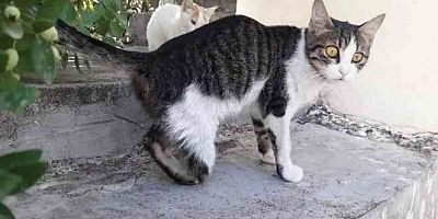 Gaziantep'te Vahşet, Sokak Kedilerinin Ayaklarını Kestiler