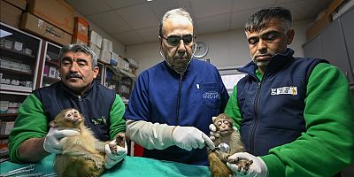 Gümrükte ele geçirilen 2 maymun yavrusu Gaziantep'teki yeni yuvalarına yerleştirildi