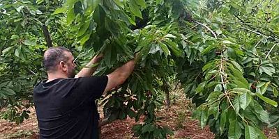 İslahiye'de kiraz hasadı başladı