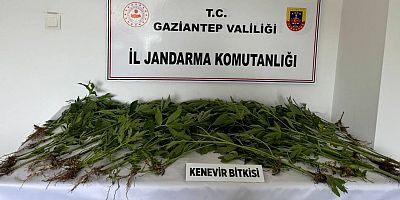 JANDARMA'DAN UYUŞTURUCU KAÇAKÇILARINA DEV OPERASYON