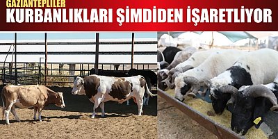 Kurban Pazarı Canlandı: Gaziantep’te Erken Hareketlilik