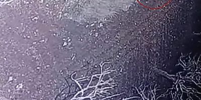 Nesli Tükenmekte Olan Çizgili Sırtlan, Gaziantep’te Görüldü