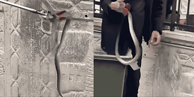 Okulda yılan paniği