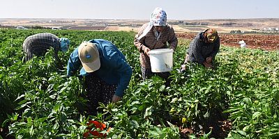 ŞAHİNBEY BELEDİYESİ’NİN FİDELERİ KURUTMALIK OLUYOR