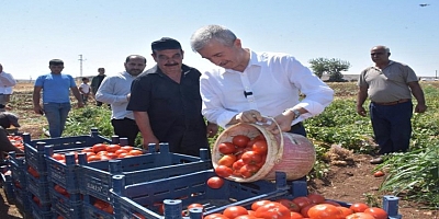 Şahinbey'de domatesin fiyatı tarladan pazara değişmiyor