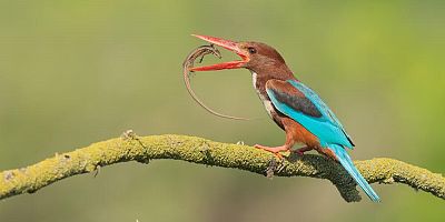 TÜRKİYE’NİN KUŞLARI GAZİANTEP’TE YARIŞTI