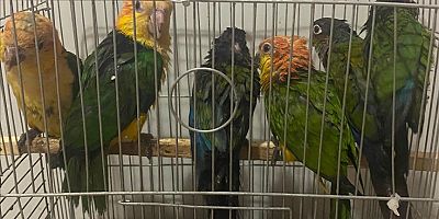 Yasa dışı yollarla yurda sokulan 6 papağan ele geçirildi