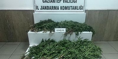 YASADIŞI KENEVİR EKİMİNE JANDARMA OPERASYONU