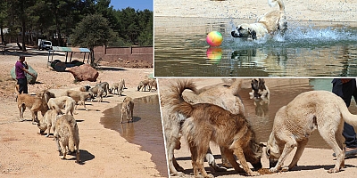 Yeni yasa ile toplanan sokak hayvanları